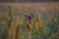Preview: GPO Rangetracker™ 1800 6x20 Laser-Entfernungsmesser